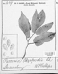 Puccinia aegopodii image